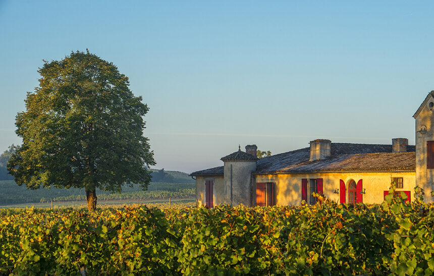 sigalas-propriete Les Sauternes Pour La Saint-Valentin: Elégance et Douceur Captivante