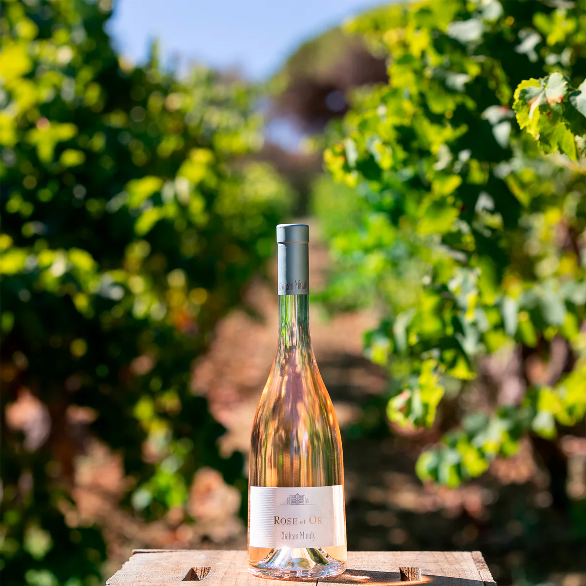 SPÉCIAL Vins Rosés Eté 2024 - ICON-ICON