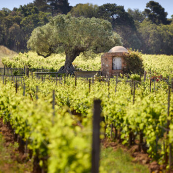 Château Malherbe : Terroir Provençal