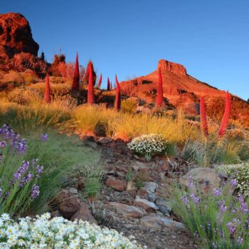 Tenerife, l’île aux mille visages : itinéraire d’un road trip iconique