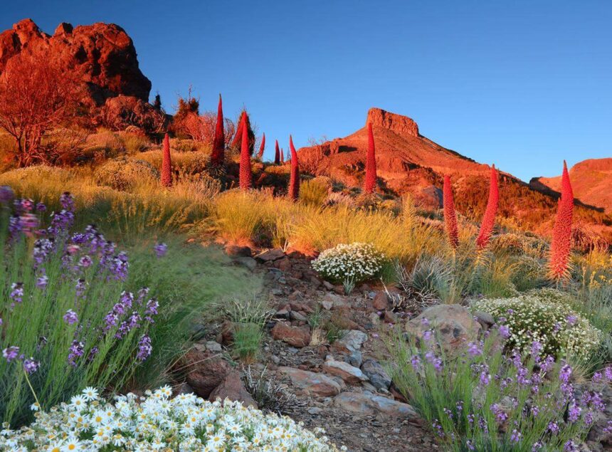 Tenerife, l’île aux mille visages : itinéraire d’un road trip iconique