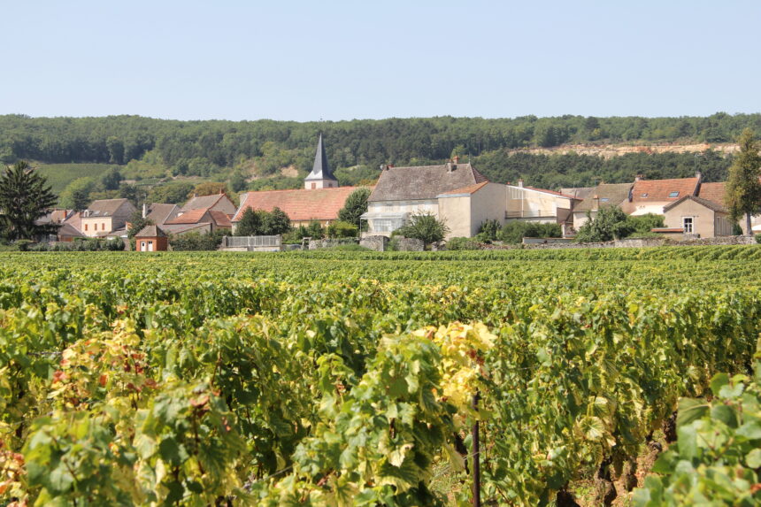 SPÉCIAL ICON ICON Chassagne-Montrachet 2023