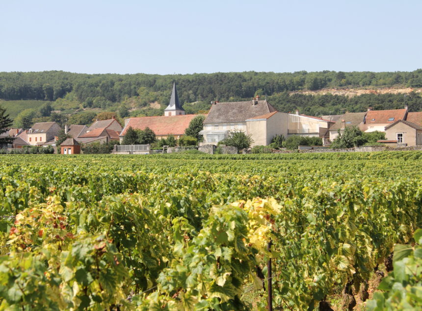 SPÉCIAL ICON ICON Chassagne-Montrachet 2023